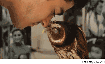 Soothing an owl