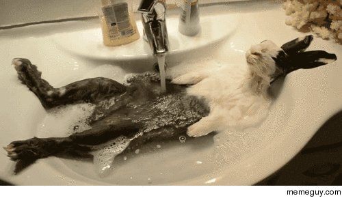 Sorry Cant go out I have to wash my hare