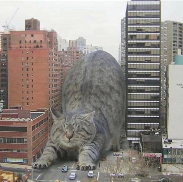 Sorry guys i have to leave C H O N K here today dont let him eat the city