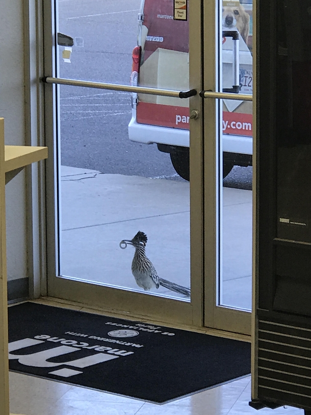 Sorry sir we dont serve roadrunners here