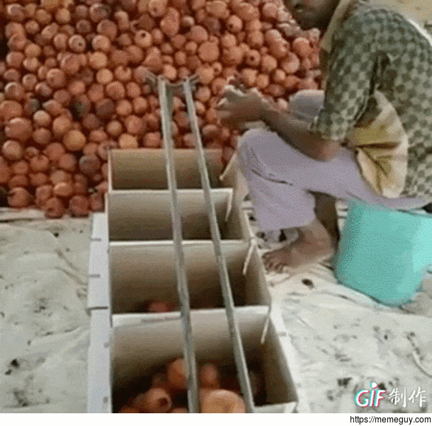 Sorting onions by size