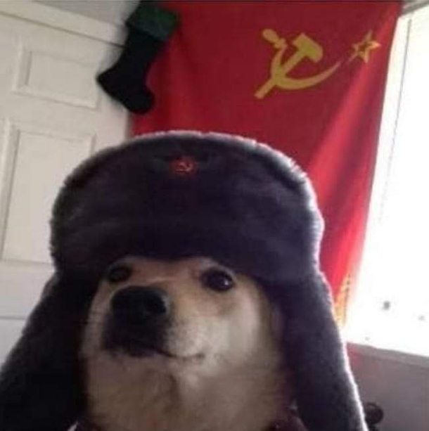 Soviet puppy