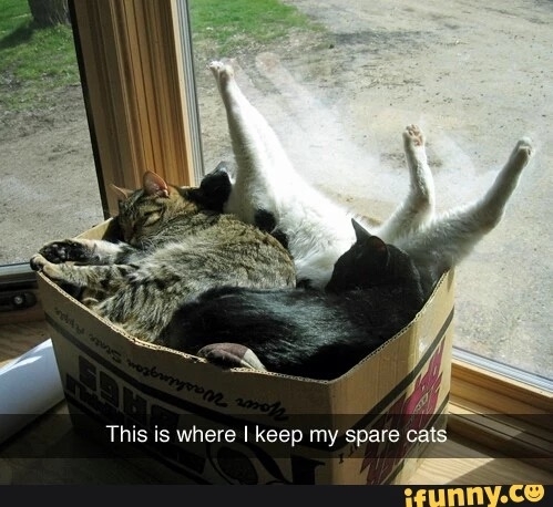 Spare Cats