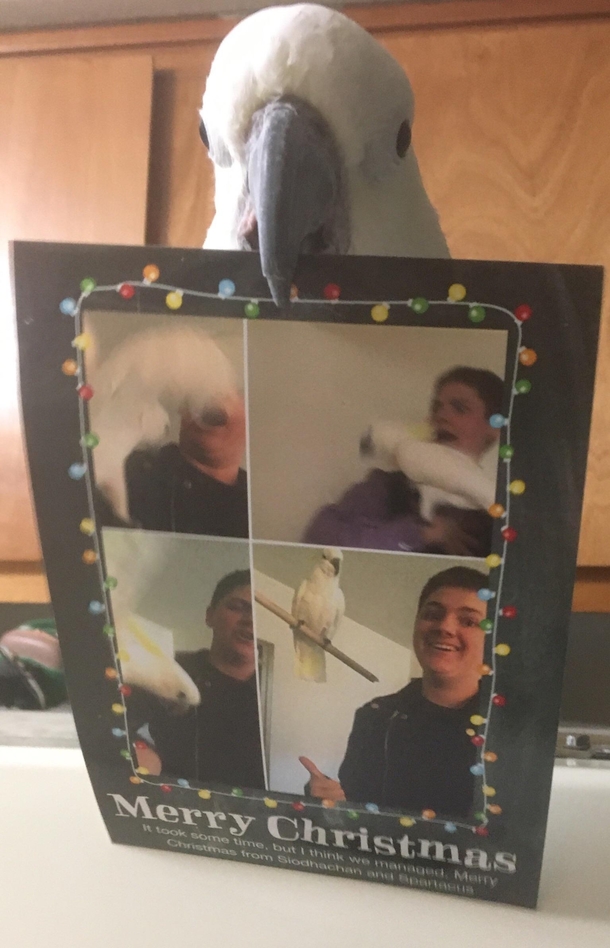 Spartacus and I made Christmas cards for the first time this year