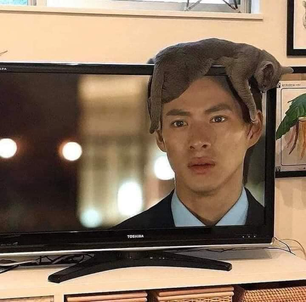 Special hair