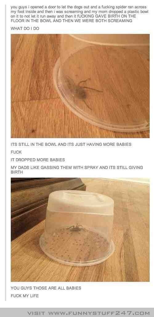 Spider babies