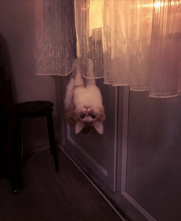 Spider-Cat
