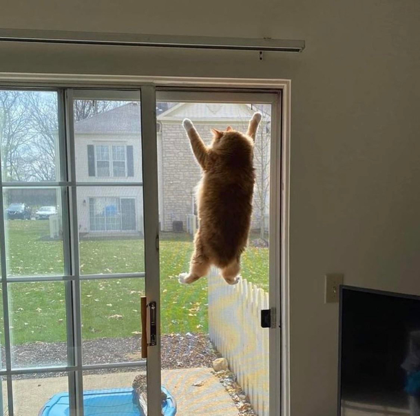 Spider cat