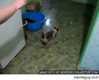 Spider cat Spider cat