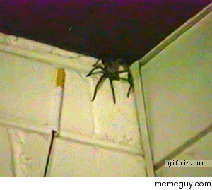 Spider finally says no to nicotine