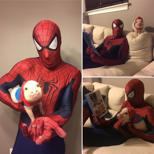 Spider Pig