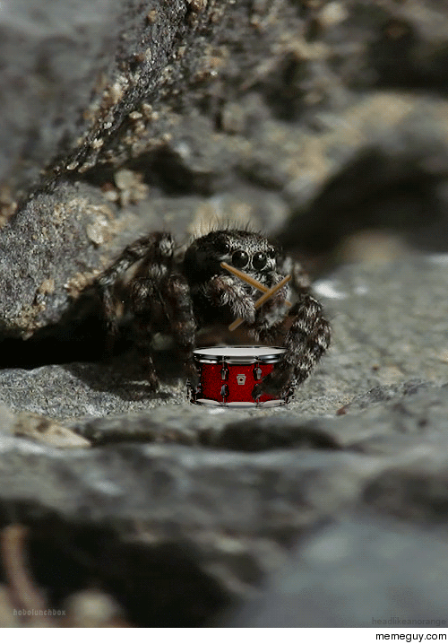 Spider playing the drums Hit the beat