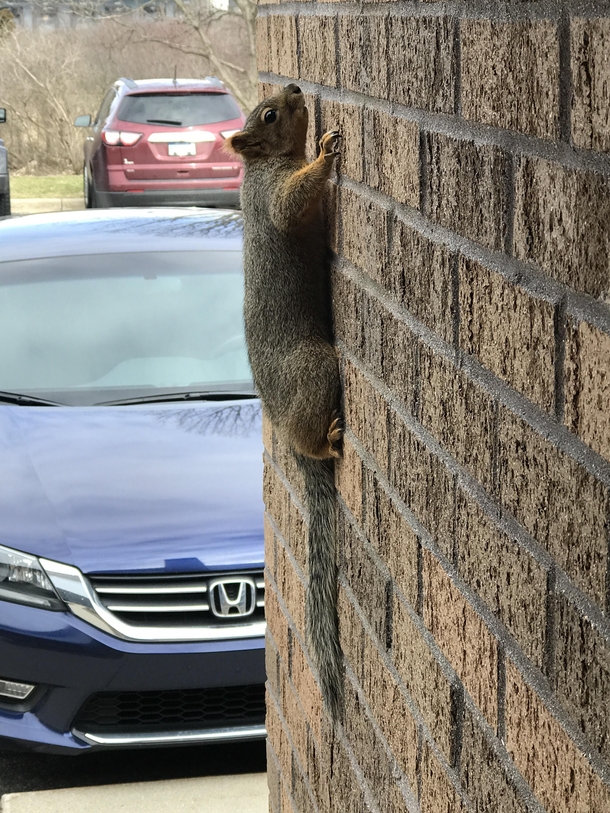 Spider-Squirrel Spider-Squirrel does whatever a Spider-Squirrel does 