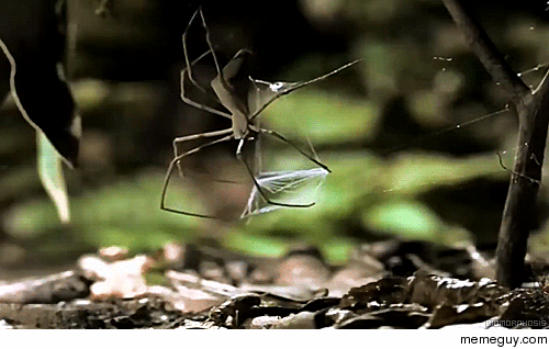 Spider Trap