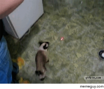 Spidercat Spidercat does whatever a spider can