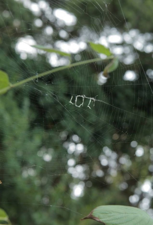 Spiders have now evolved to textthat is all