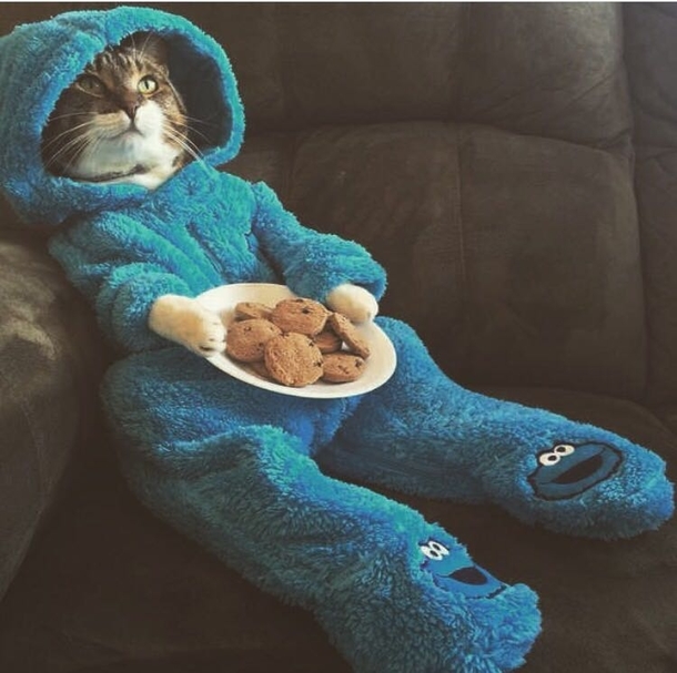 Spirit Animal