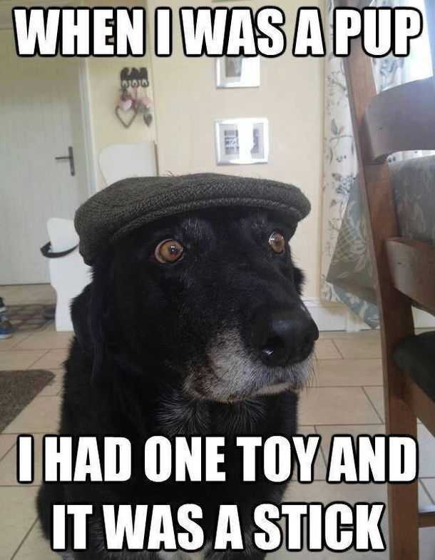 Spoiled dogs nowadays