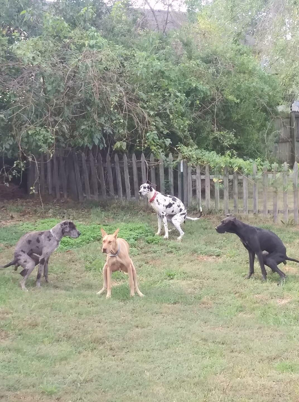 Spooky dookie squad