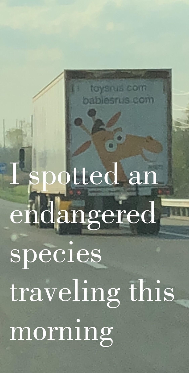 Spotted an endangered species today