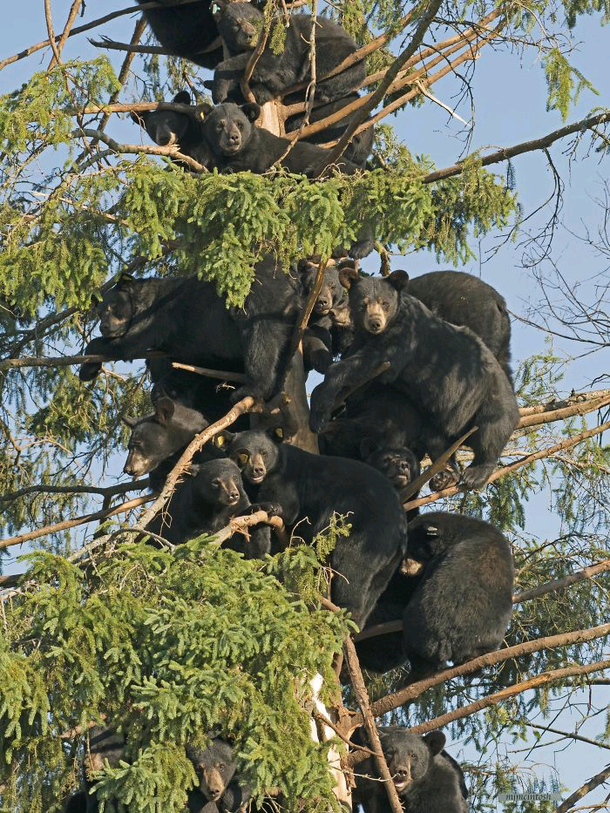 Spring is coming the bears will be falling off the Trees Wait what