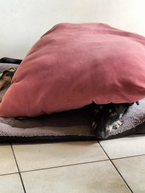 spydog chilling in his secret lair