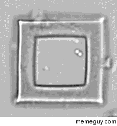 Square of bacteria