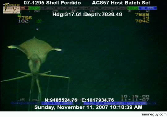 Squid in the deep sea