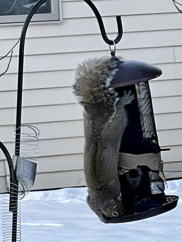 Squirrel du Soleil