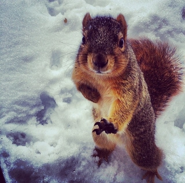 Squirrel for Heisman