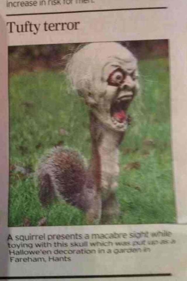 Squirrel gets his head stuck in a Halloween mask and becomes the most horrifying creature on the face of the planet