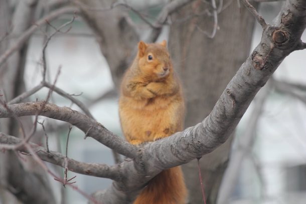 Squirrel had enough of your shit