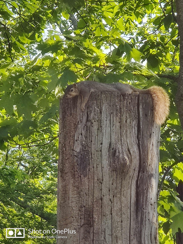 Squirrel just chilling