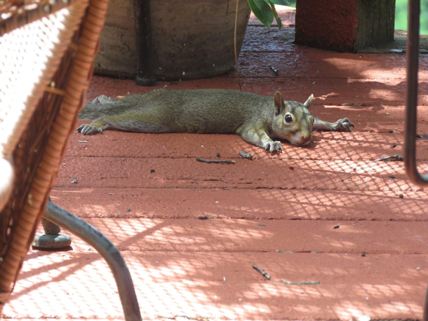 Squirrel quick hide pretends to be a rug