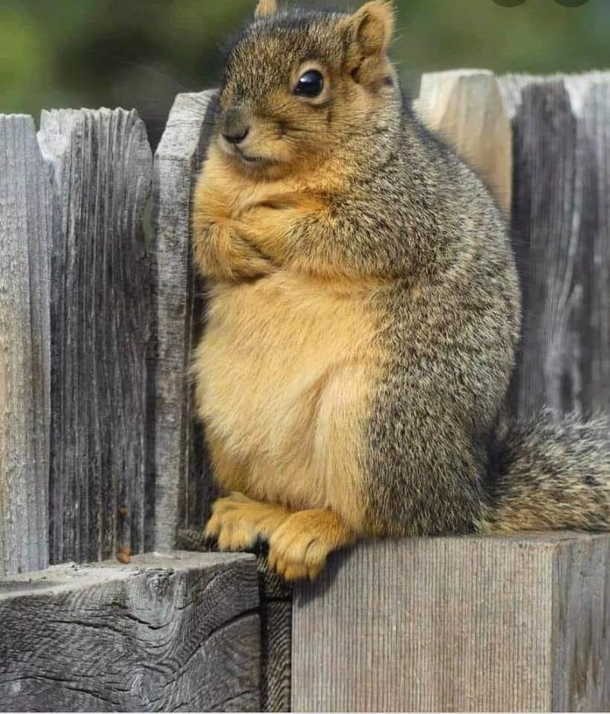 Squirrel version of I am fine