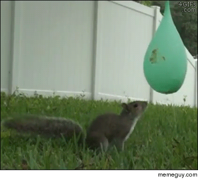 Squirrel vs Water balloon