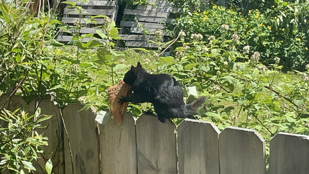 Squirrel with a Slice of Pizza  Traverse City Michigan