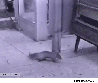 Squirrelly gif of a Hungry Nutcase