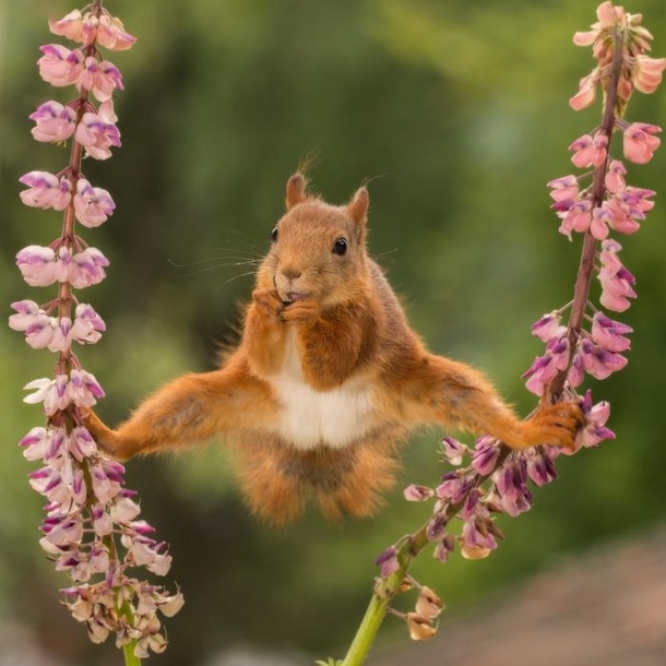 Squirrels Doing Karate