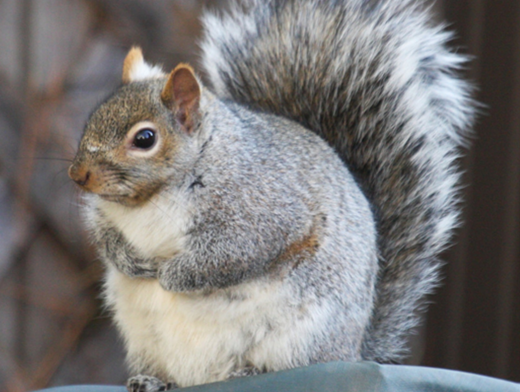 Squirrels in Ottawa are getting fat due to warm weather