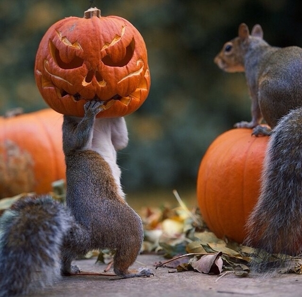 Squirrels stealing pumpkins