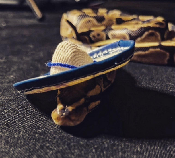Ssssseor in a ssssombrero