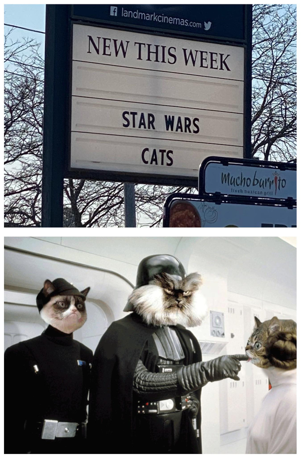 Star Wars Cats