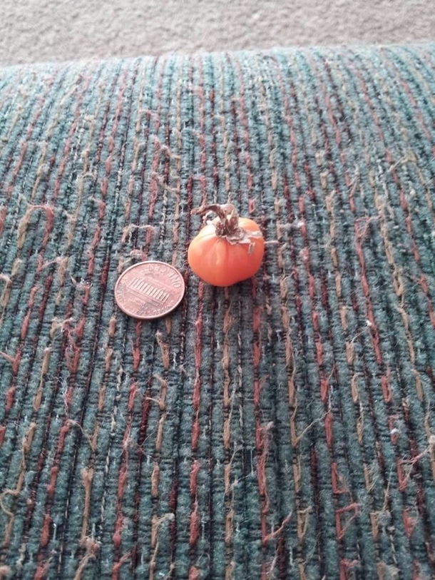 Starting to wonder did I harvest my pumpkin too soon