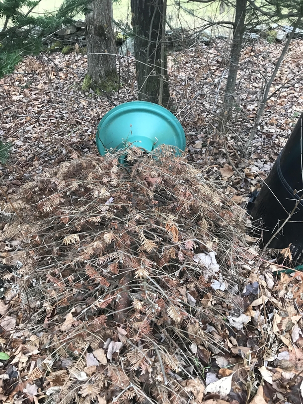 Step one- go to the bushes and fetch the Christmas tree stand off last years tree