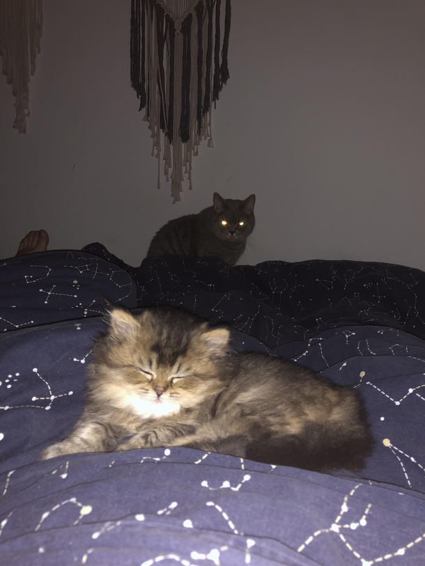 Stewie was NOT happy Stella took his usual spot
