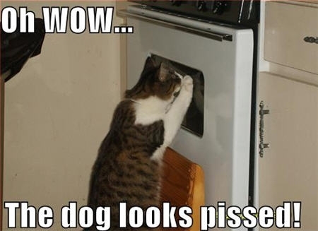 Stick it to the dog