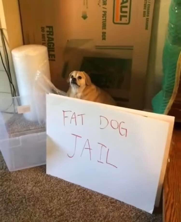 Still a good doggo