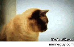 Still my favourite cat gif