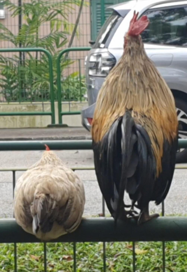 Still on the fence on crossing the road